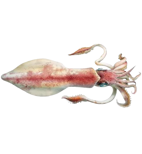 Cumi Barat/Indian Squid