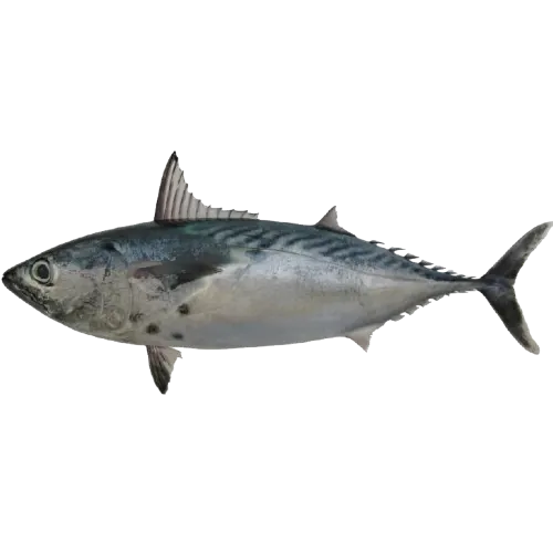 Ikan Tongkol/Kawakawa