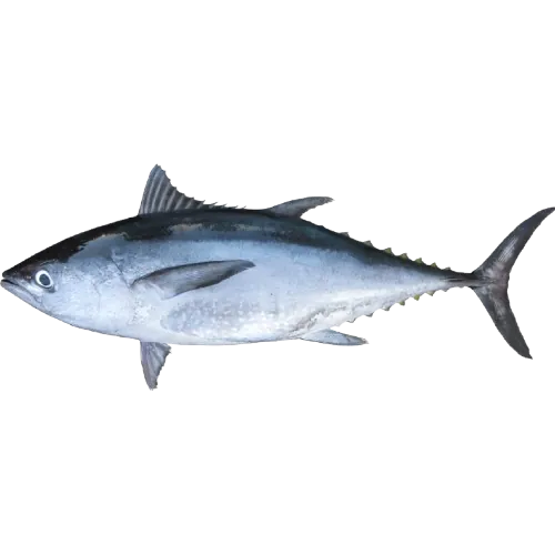 Ikan Tongkol Putih/Longtail Tuna