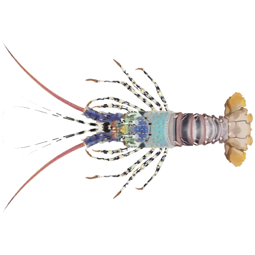 Lobster Mutiara/Ornate Spiny Lobster