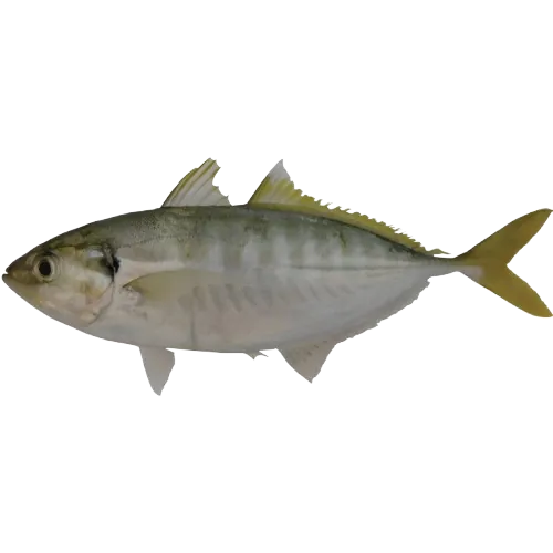 Ikan Selar Ekor Kuning/Yellowtail Scad